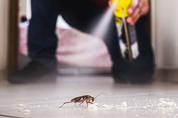 Best Rat Extermination Near Me  in Brookhaven, GA